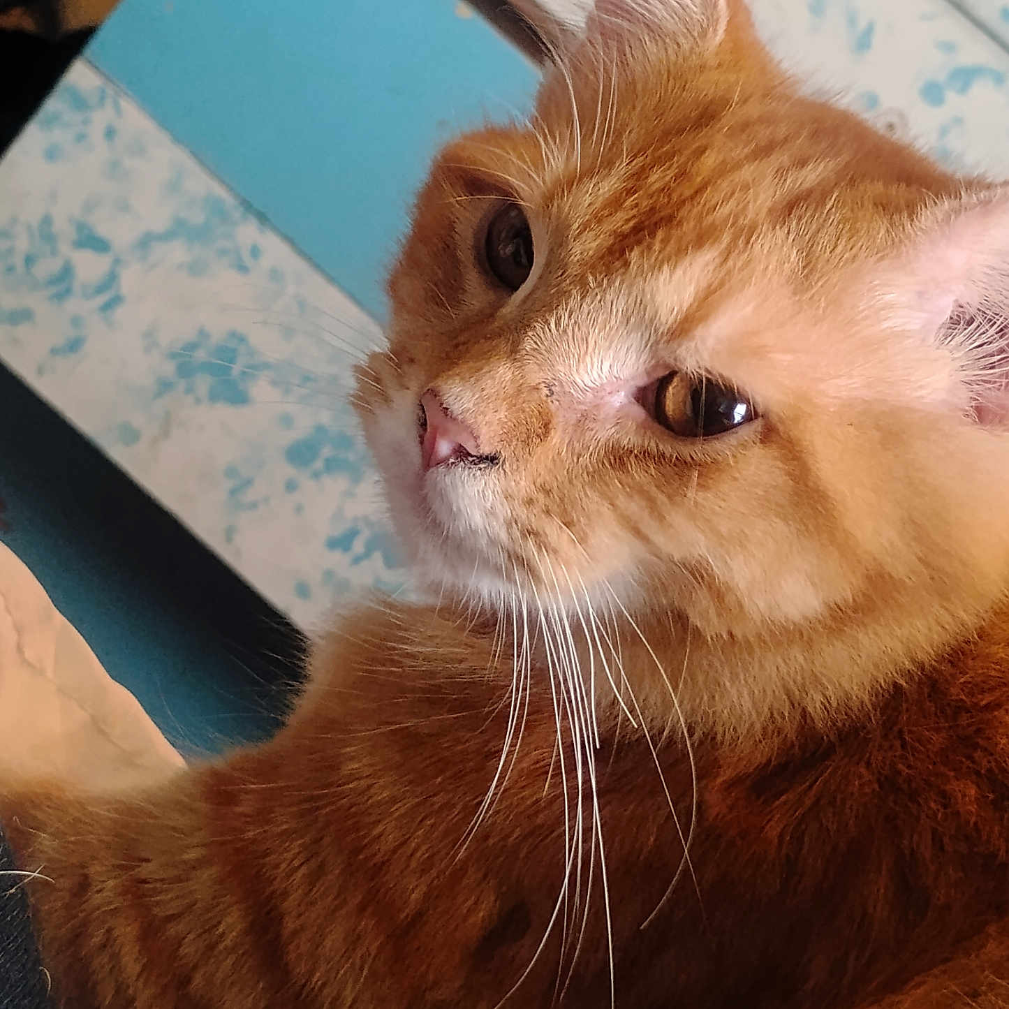 Garfield