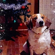 Sophia is registered to the contest to win money with this photo: dog, christmas_tree, ornaments, tinsel, wooden_floor, indoor, holiday, decorations, pet, festive, sparkles, brown, white, sitting, cute, animal, companion, christmas, background, cozy