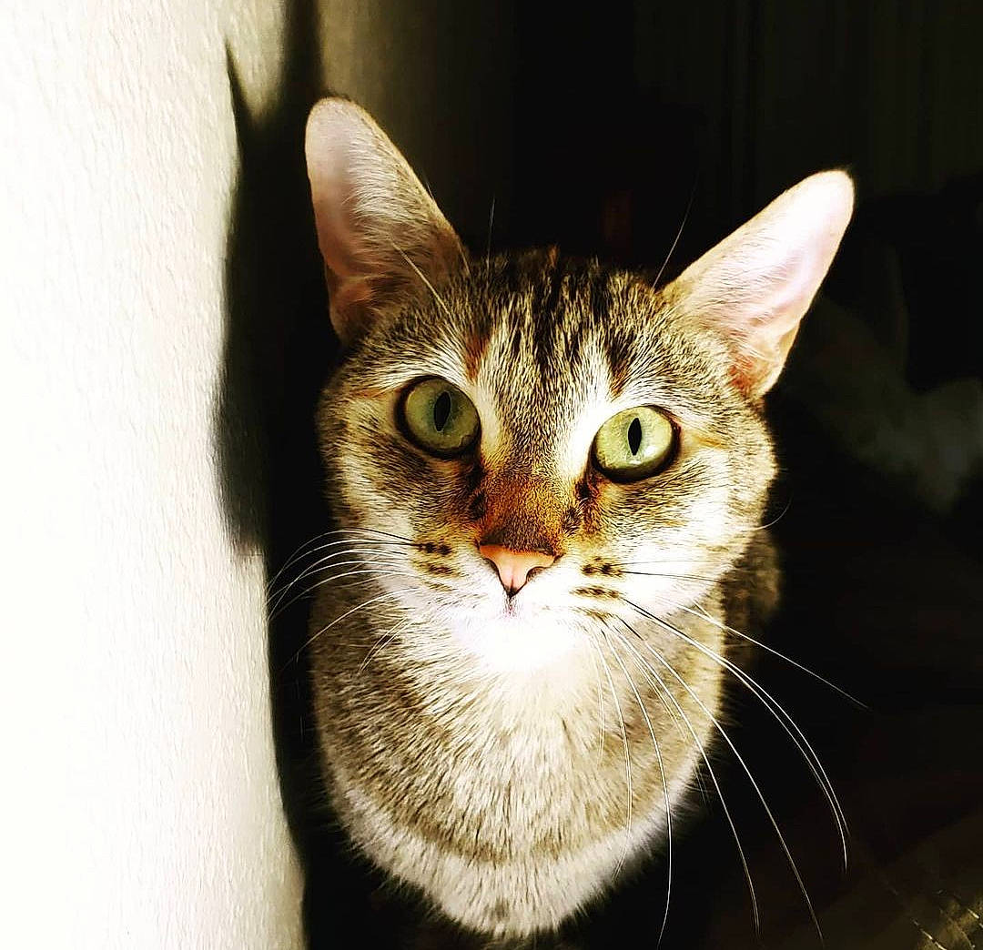 Goldie Hawn joined the competition — help win amazing prizes! art, carnivore, cat, domestic_short_haired_cat, eye, felidae, fur, head, iris, small_to_medium_sized_cats, snout, terrestrial_animal, whiskers, wildlife, window