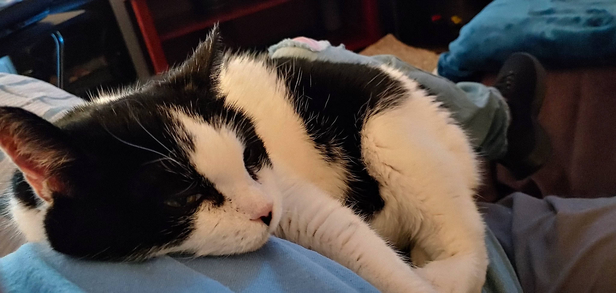 Jazi is registered to the contest to win money with this photo: bored, carnivore, cat, claw, comfort, domestic_short_haired_cat, felidae, fur, nap, paw, sleep, small_to_medium_sized_cats, snout, tail, terrestrial_animal, whiskers