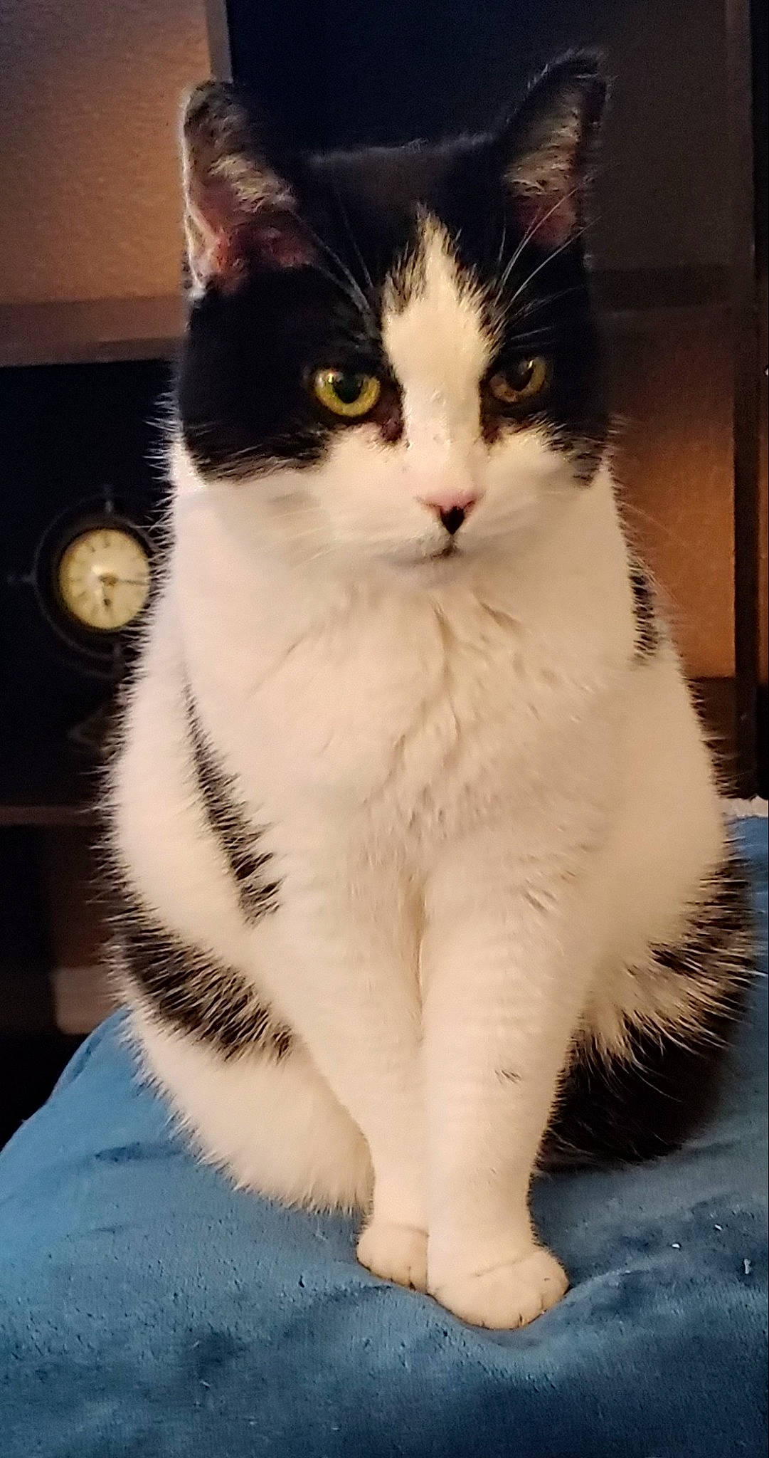 Jazi is registered to the contest to win money with this photo: carnivore, cat, claw, clock, comfort, domestic_short_haired_cat, felidae, foot, fur, human_leg, iris, leg, monochrome_photography, paw, sitting, small_to_medium_sized_cats, snout, tail, terrestrial_animal, whiskers