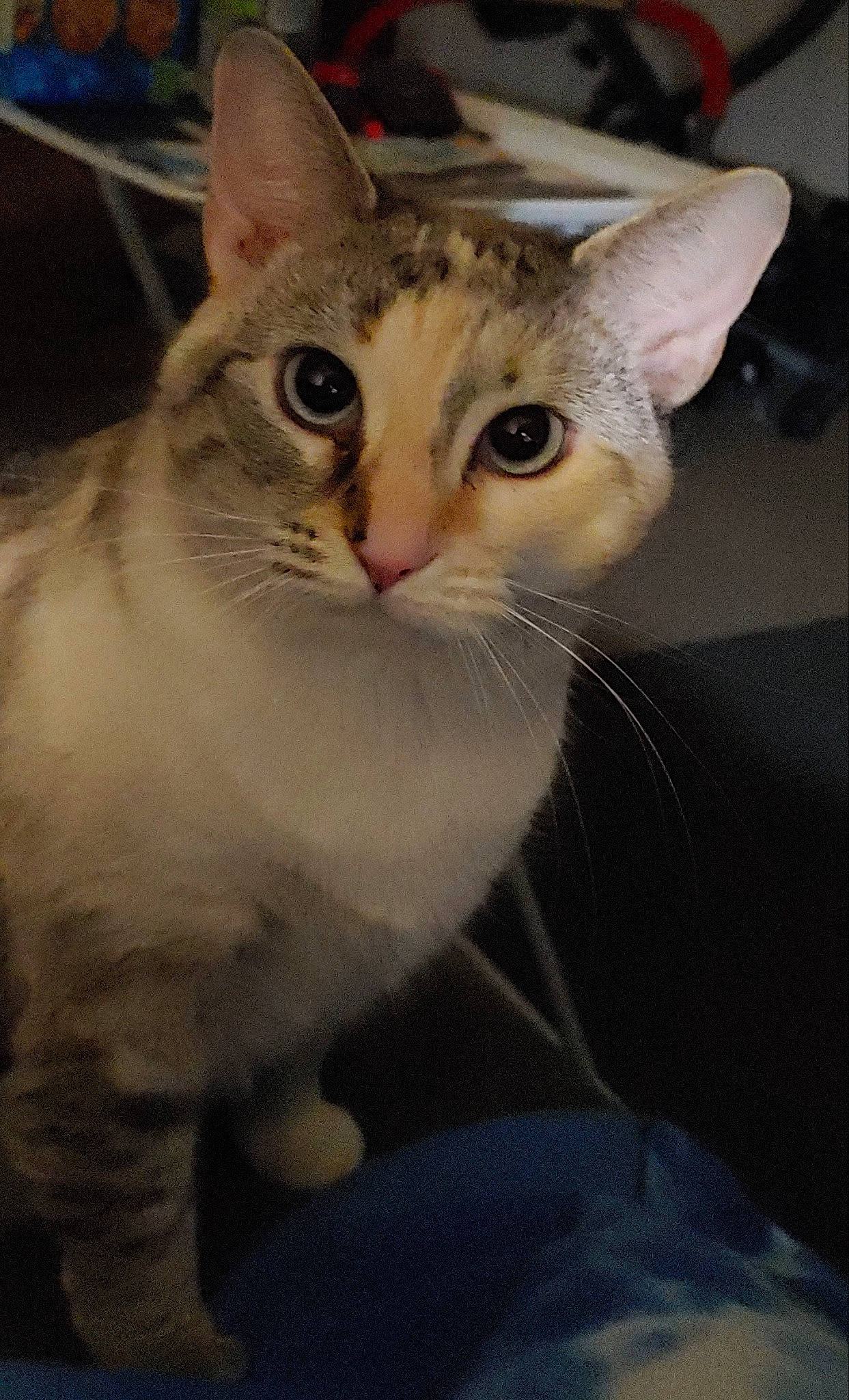 Xena Louise joined the competition — help win amazing prizes! carnivore, cat, domestic_short_haired_cat, ear, fang, fawn, felidae, fur, paw, small_to_medium_sized_cats, snout, whiskers, window