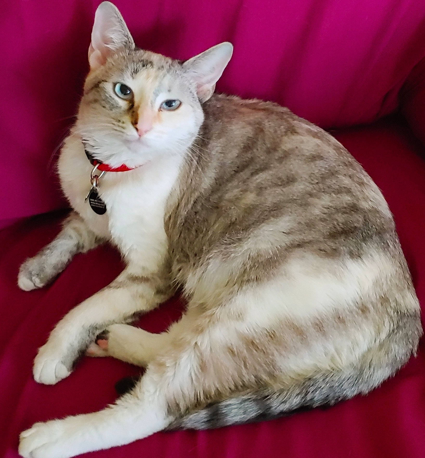 Xena Louise is registered to the contest to win money with this photo: carnivore, cat, cat_supply, claw, collar, comfort, couch, domestic_short_haired_cat, fawn, felidae, fur, paw, pet_supply, sitting, small_to_medium_sized_cats, snout, tail, terrestrial_animal, whiskers, wildlife
