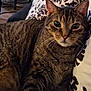 Rocco joined the competition — help win amazing prizes! animal, cat, closeup, cushion, domestic, ears, eyes, face, feline, fur, home, indoor, mammal, patterned, pet, relaxed, resting, striped, tabby, whiskers