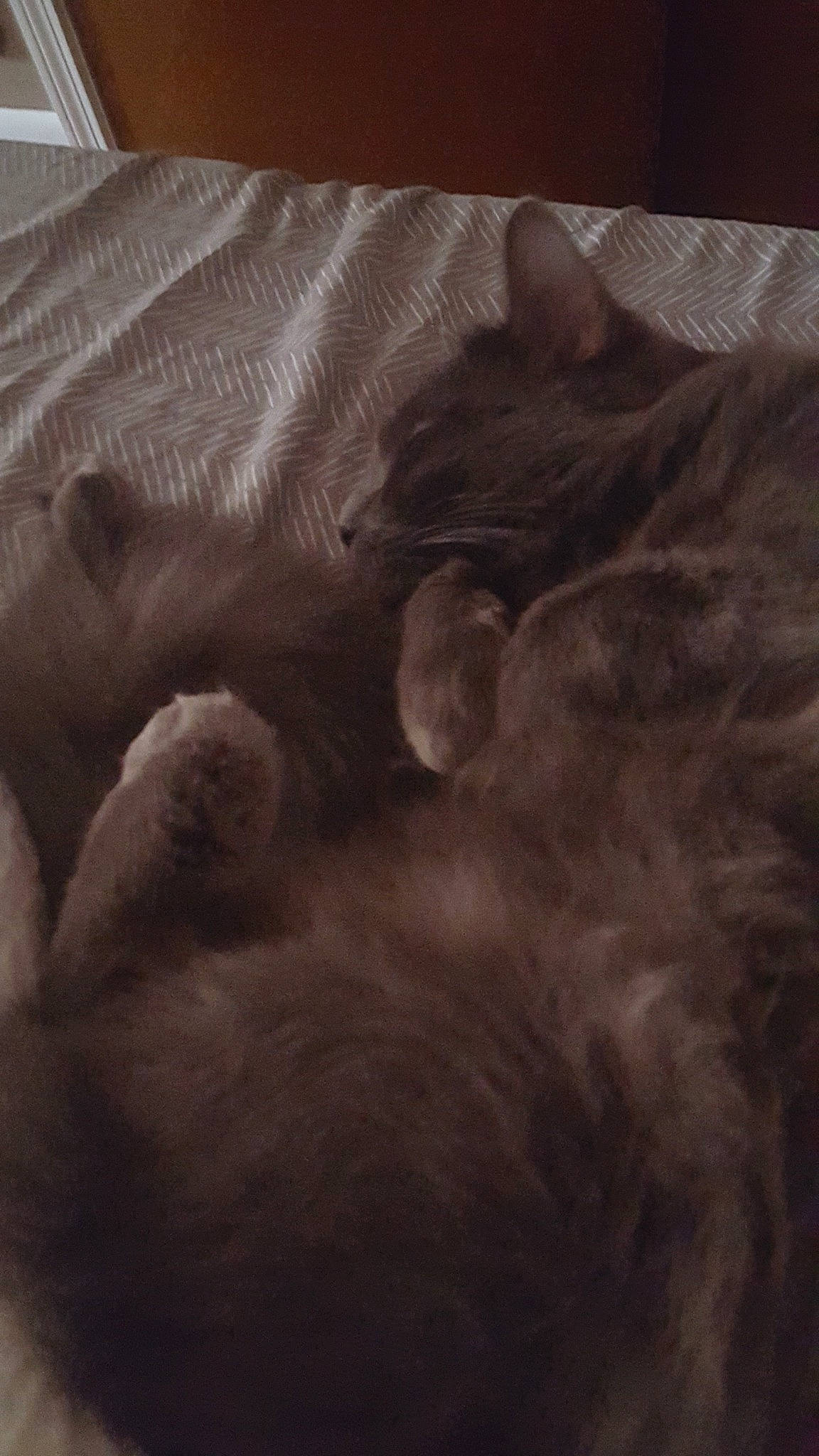 Peepers is registered to the contest to win money with this photo: british_shorthair, carnivore, cat, fawn, felidae, fur, kitten, paw, small_to_medium_sized_cats, tail, whiskers