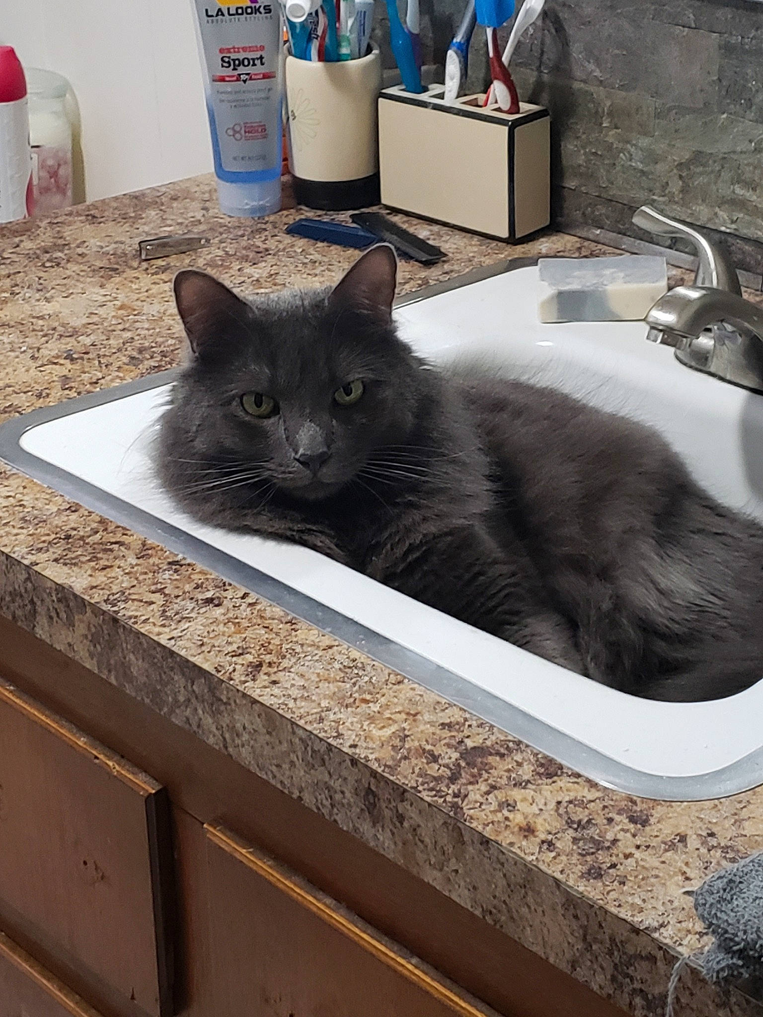 Peepers is registered to the contest to win money with this photo: carnivore, cat, chartreux, domestic_short_haired_cat, felidae, korat, mammal, nebelung, russian_blue, small_to_medium_sized_cats, whiskers