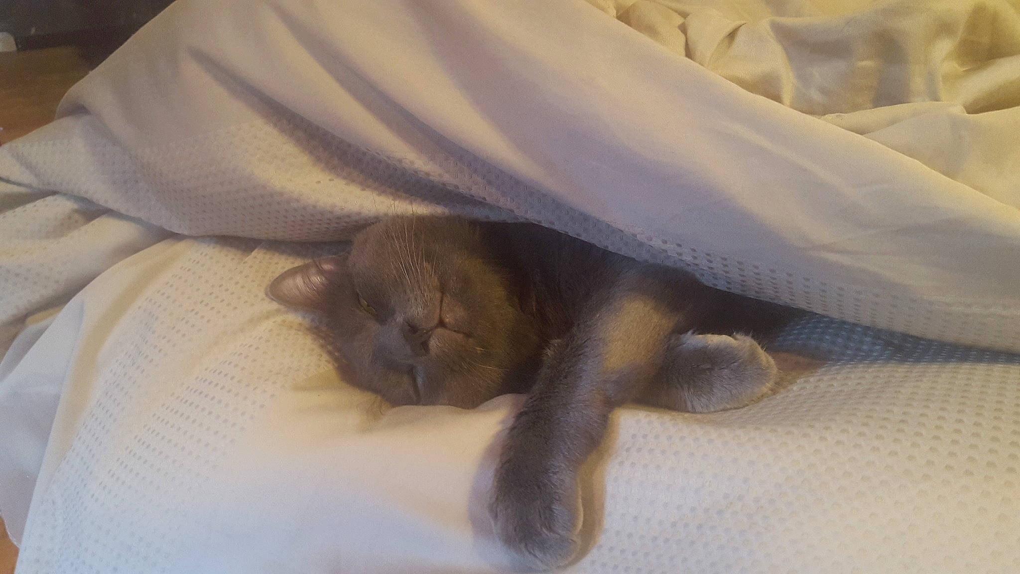 Peepers joined the competition — help win amazing prizes! burmese, cat, claw, fawn, felidae, paw, puppy, russian_blue, snout, tail