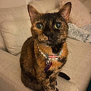 Roxy joined the competition — help win amazing prizes! animal, cat, collar, couch, cozy, curious, cute, domestic, ears, eyes, feline, furniture, home, indoor, necklace, pet, sitting, tag, tortoiseshell, whiskers