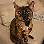 animal, cat, collar, couch, cozy, curious, cute, domestic, ears, eyes, feline, furniture, home, indoor, necklace, pet, sitting, tag, tortoiseshell, whiskers
