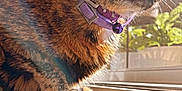 Roxy is registered to the contest to win money with this photo: animal, cat, close_up, collar, cozy, domestic_cat, fur, houseplant, indoor, natural_light, paws, pet, purple_collar, reflection, relaxed, sunlight, tortoiseshell_cat, whiskers, window, wooden_floor