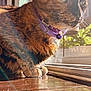 Roxy is registered to the contest to win money with this photo: cat, tortoiseshell_cat, collar, purple_collar, pet, animal, indoor, sunlight, window, wooden_floor, reflection, close_up, fur, whiskers, paws, domestic_cat, houseplant, natural_light, cozy, relaxed