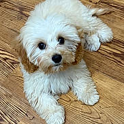 Georgee Porgee joined the competition — help win amazing prizes! puppy, dog, fluffy, cream_color, wooden_floor, cute, pet, animal, indoor, laying_down, looking_up, adorable, young_dog, fur, small_dog, companion, canine, domestic_animal, curious, innocent