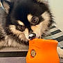 Rocket is registered to the contest to win money with this photo: animal, black_and_white, close_up, companion, curious, cute, dog, fabric, focused, fur, indoor, nose, orange, paw, pet, playful, resting, snout, striped, toy