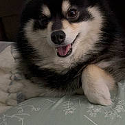 Rocket is registered to the contest to win money with this photo: animal, bedroom, black_and_white, canine, closeup, cozy, cute, dog, domestic_animal, face, fluffy, fur, happy, indoor, lying_down, paw, pet, pillow, resting, smiling