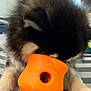 Rocket is registered to the contest to win money with this photo: animal, black, chewing, closeup, cute, dog, fluffy, fur, indoor, muzzle, orange, paws, pet, playful, playing, puppy, surface, toy, white, young