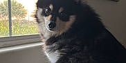 Rocket joined the competition — help win amazing prizes! black_and_white, blanket, blinds, companion, cozy, curious, dog, framed_pictures, furniture, furry, home, indoor, laptop, looking, pet, sitting, soft, technology, wall_art, window