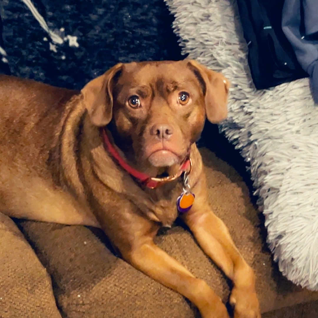 Zoey is registered to the contest to win money with this photo: accessories, animal, boxer, bulldog, canine, couch, dog, face, furniture, head, hound, labradorretriever, medication, person, pet, photography, pill, pitbull, portrait, puppy