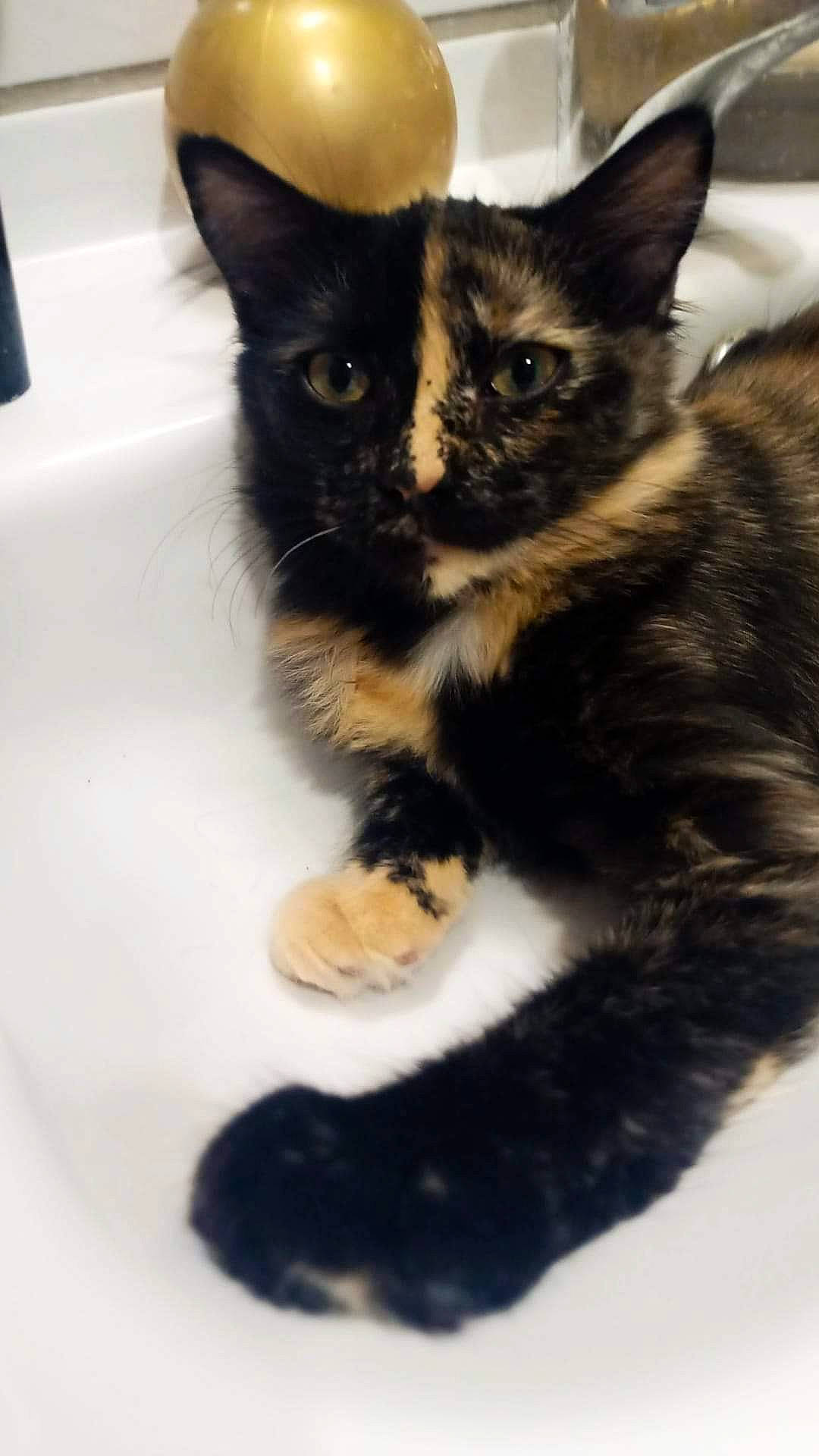 Umaya participe au concours pour gagner de l'argent avec cette photo : black_cat, carnivore, cat, cat_furniture, cat_supply, claw, comfort, domestic_short_haired_cat, eye, felidae, foot, fur, paw, sitting, small_to_medium_sized_cats, snout, tail, terrestrial_animal, whiskers, window