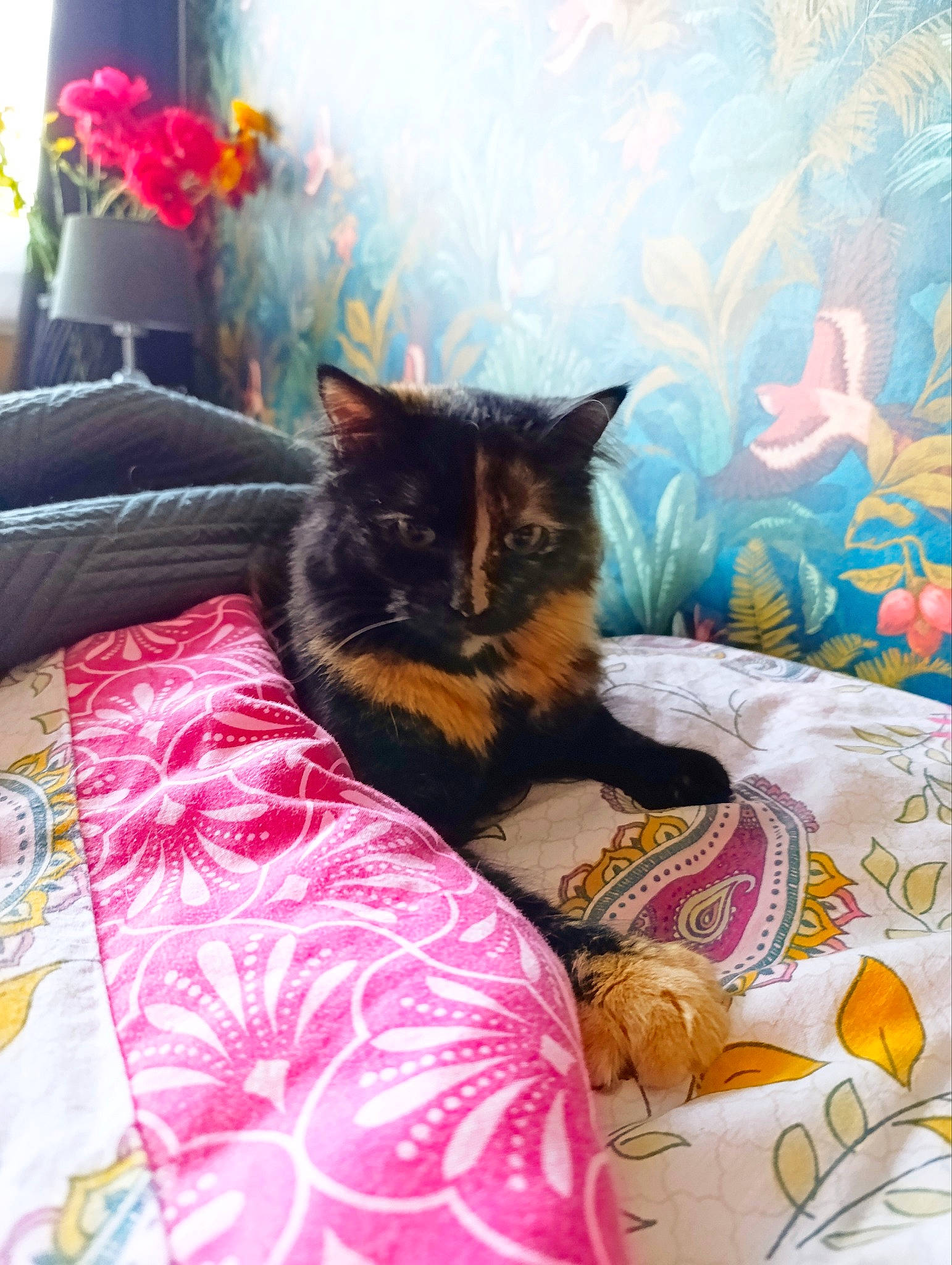 Umaya participe au concours pour gagner de l'argent avec cette photo : bed, bed_sheet, bedding, bedroom, carnivore, cat, comfort, felidae, grey, linens, magenta, mammal, pattern, pink, plant, purple, room, small_to_medium_sized_cats, vertebrate, whiskers