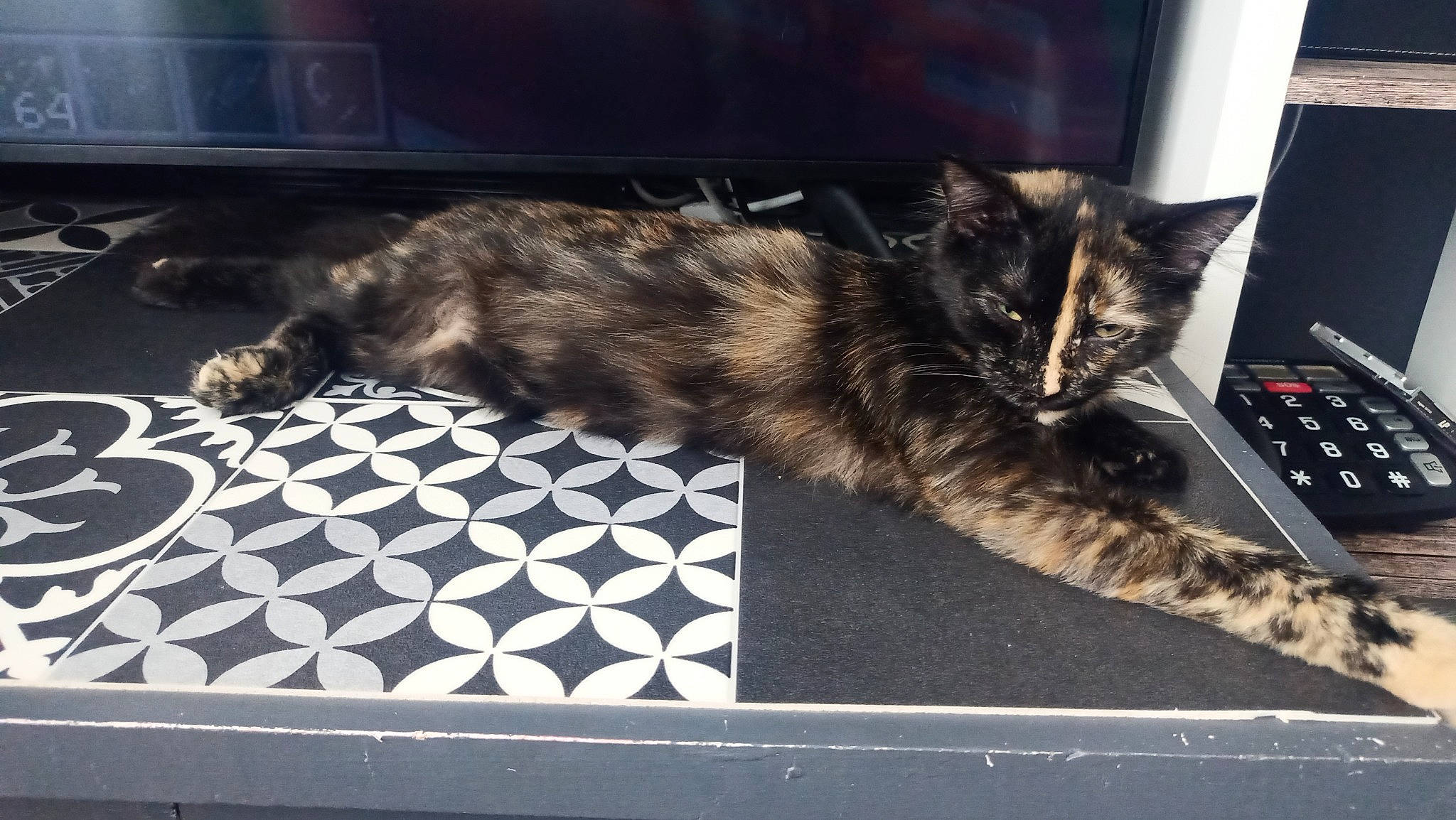 Umaya a rejoint le concours — aidez-le/la à gagner de superbes lots ! carnivore, cat, claw, domestic_short_haired_cat, felidae, flooring, fur, laptop, metal, pattern, paw, rectangle, small_to_medium_sized_cats, tail, whiskers, window