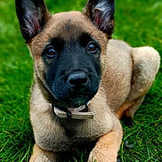 Ghost participe au concours pour gagner de l'argent avec cette photo : puppy, dog, grass, outdoor, animal, pet, young_dog, ears, black_face, brown_fur, collar, lying_down, nature, cute, fur, muzzle, close_up, eyes, canine, grass_field