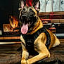 dog, belgian_malinois, animal, pet, canine, indoor, fireplace, holiday, christmas, decoration, stocking, gift, window, wood_floor, black_harness, tongue_out, happy, lying_down, warm, cozy