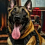 Ghost a rejoint le concours — aidez-le/la à gagner de superbes lots ! dog, german_shepherd, pet, animal, tongue_out, black_harness, indoor, holiday, christmas, stocking, fireplace, present, window, smiling, canine, fur, ears, mouth, happy, portrait