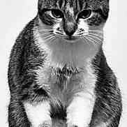 Iben participe au concours pour gagner de l'argent avec cette photo : abyssinian, angora, animal, cat, egyptiancat, kitten, manx, pet, siamese, snout