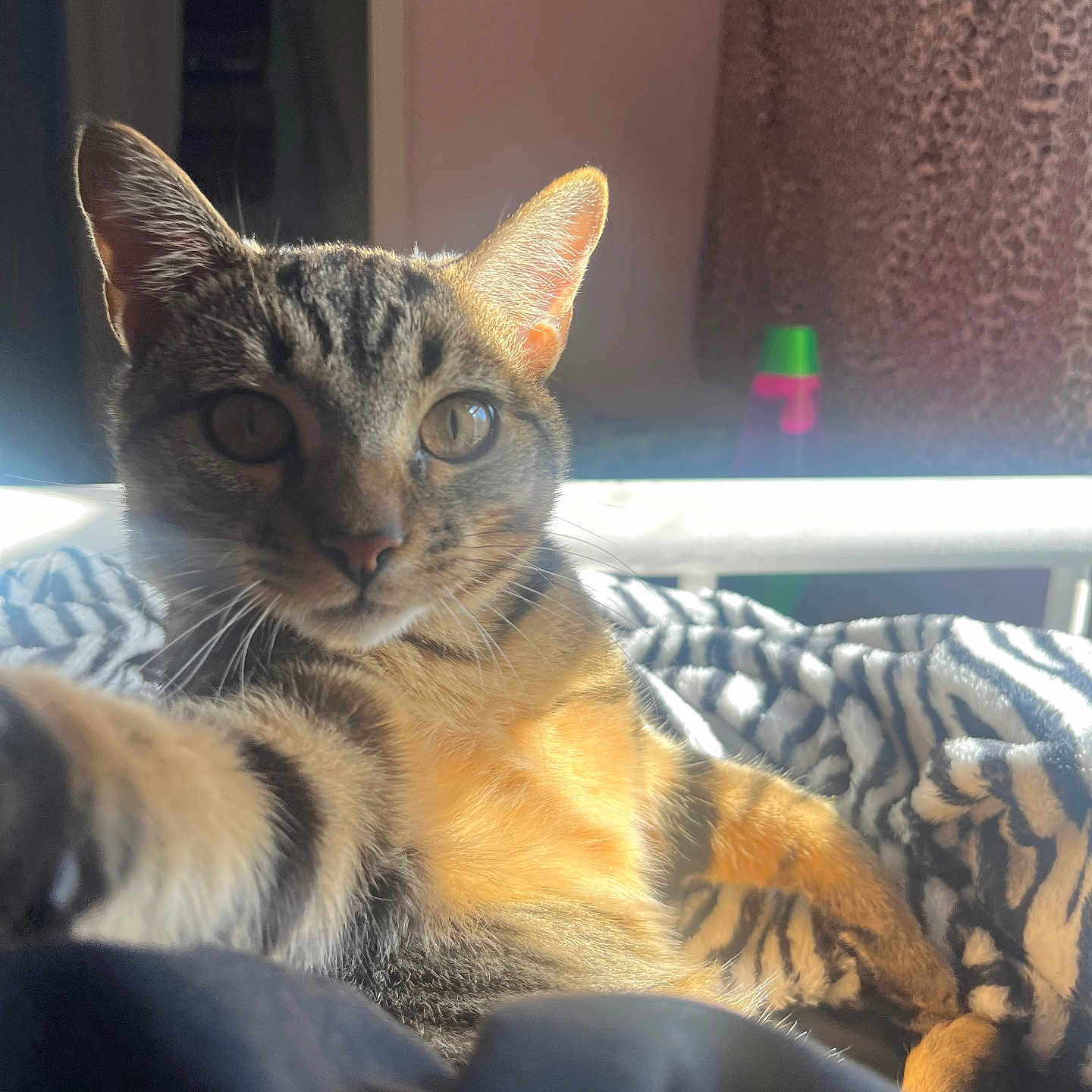Jynx is registered to the contest to win money with this photo: abyssinian, animal, blanket, cat, couch, cushion, egyptiancat, furniture, homedecor, indoors, kitten, manx, pet, siamese