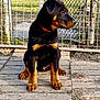 puppy, rottweiler, dog, animal, pet, outdoor, fence, pavement, sunlight, grass, curious, sitting, young, black, tan, collar, nature, cute, canine, domestic