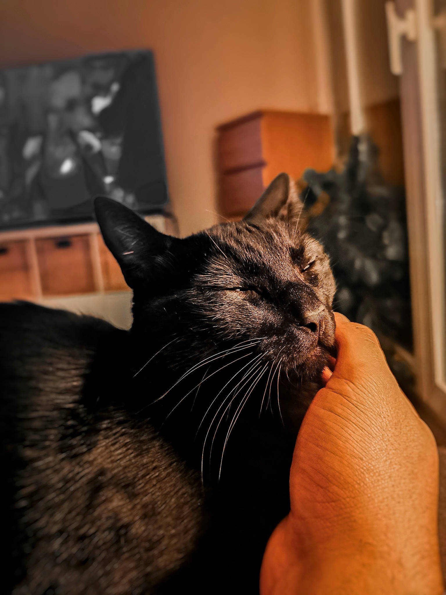 Nico participe au concours pour gagner de l'argent avec cette photo : american_shorthair, asian, black_cat, carnivore, cat, domestic_short_haired_cat, ear, european_shorthair, eye, felidae, fur, hand, small_to_medium_sized_cats, snout, whiskers