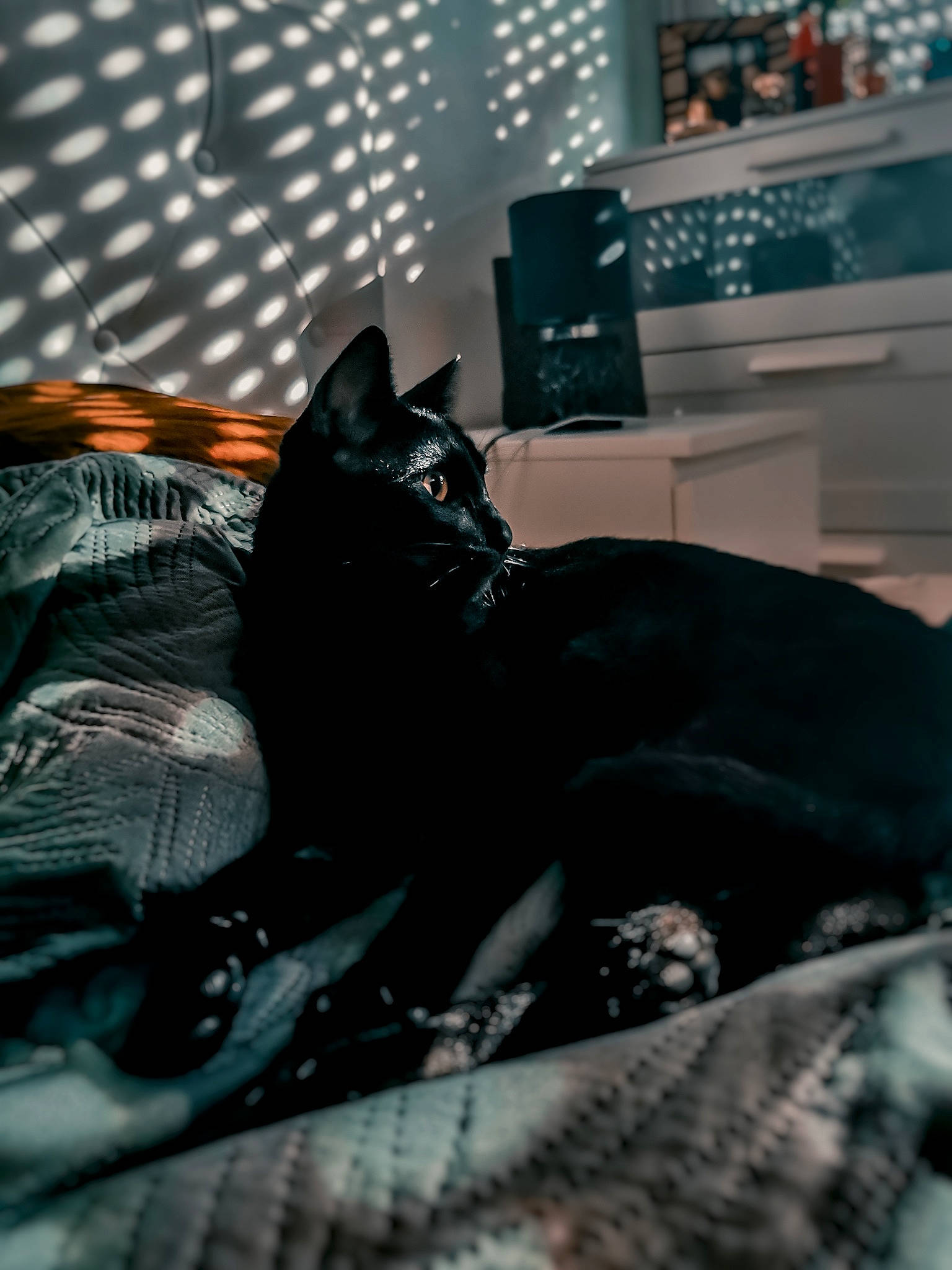 Nico participe au concours pour gagner de l'argent avec cette photo : american_shorthair, asian, batman, black, black_and_white, black_cat, carnivore, cat, domestic_short_haired_cat, ear, eye, felidae, fictional_character, kitten, small_to_medium_sized_cats, snapshot, snout, tail, whiskers