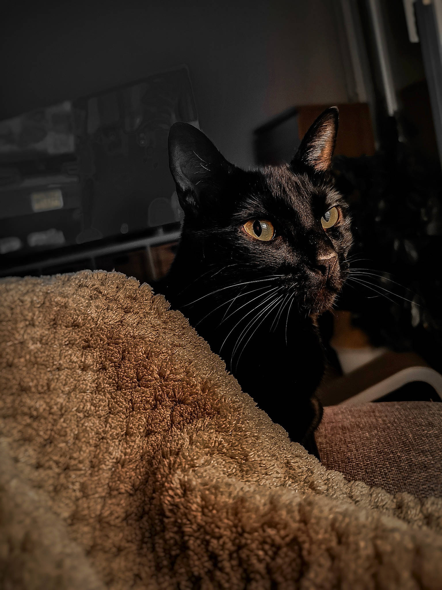 Nico participe au concours pour gagner de l'argent avec cette photo : asian, black, black_and_white, black_cat, carnivore, cat, domestic_short_haired_cat, ear, eye, felidae, fur, kitten, mammal, small_to_medium_sized_cats, snout, whiskers