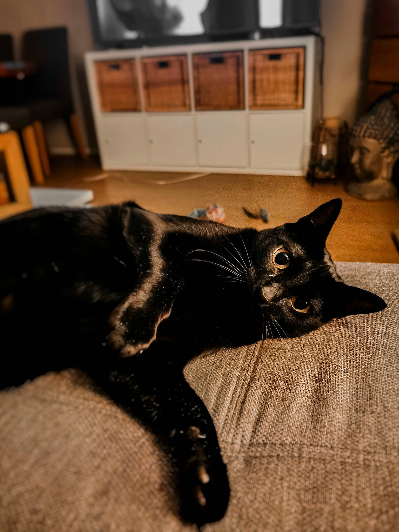 Nico a rejoint le concours — aidez-le/la à gagner de superbes lots ! asian, black, black_cat, bombay, carnivore, cat, domestic_short_haired_cat, ear, felidae, floor, flooring, fur, kitten, room, sand, small_to_medium_sized_cats, tail, whiskers, wood