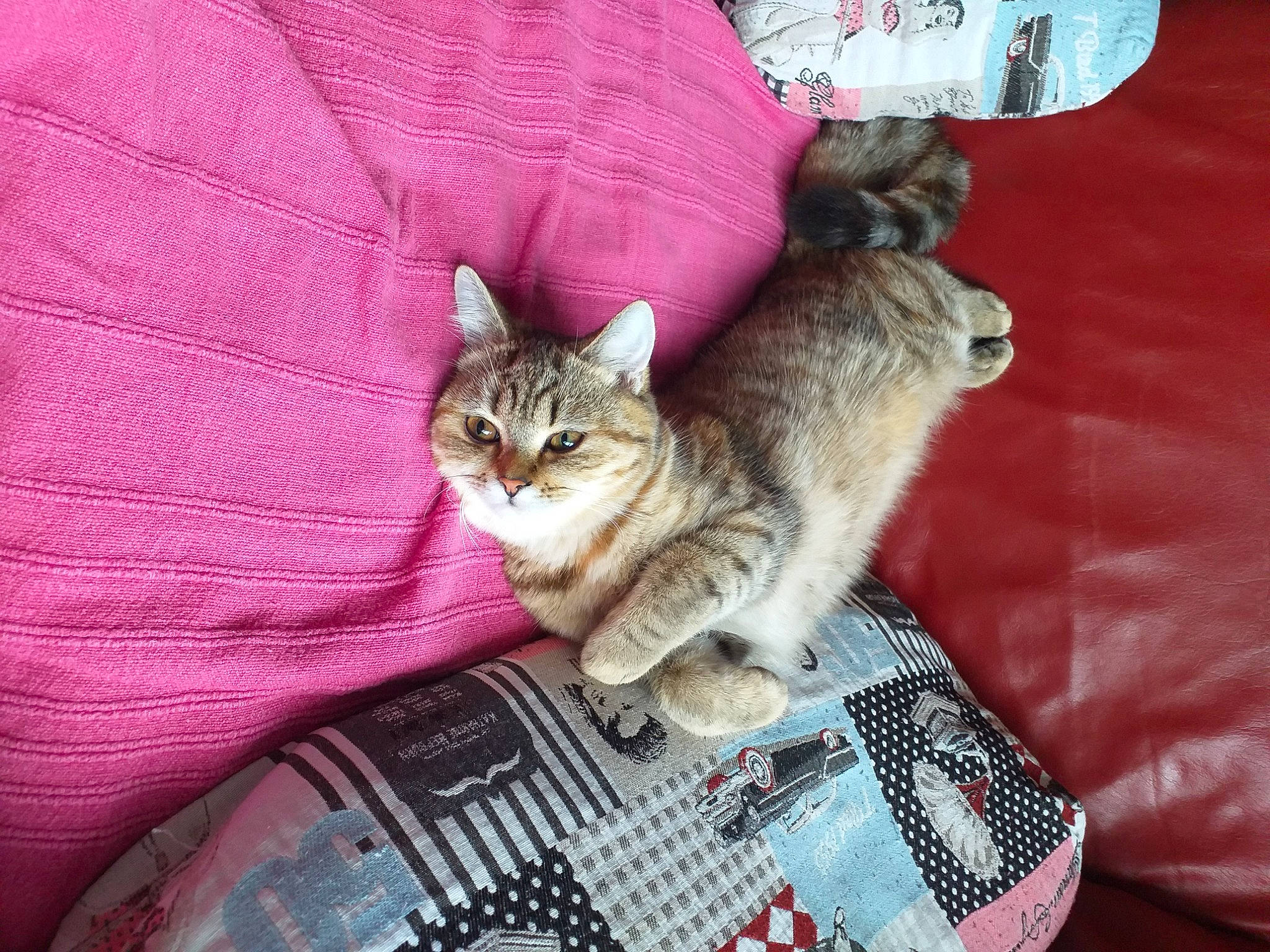 Misty a rejoint le concours — aidez-le/la à gagner de superbes lots ! carnivore, cat, domestic_short_haired_cat, felidae, fur, kitten, paw, pet_supply, small_to_medium_sized_cats, sweater, tabby_cat, tail, vertebrate, whiskers