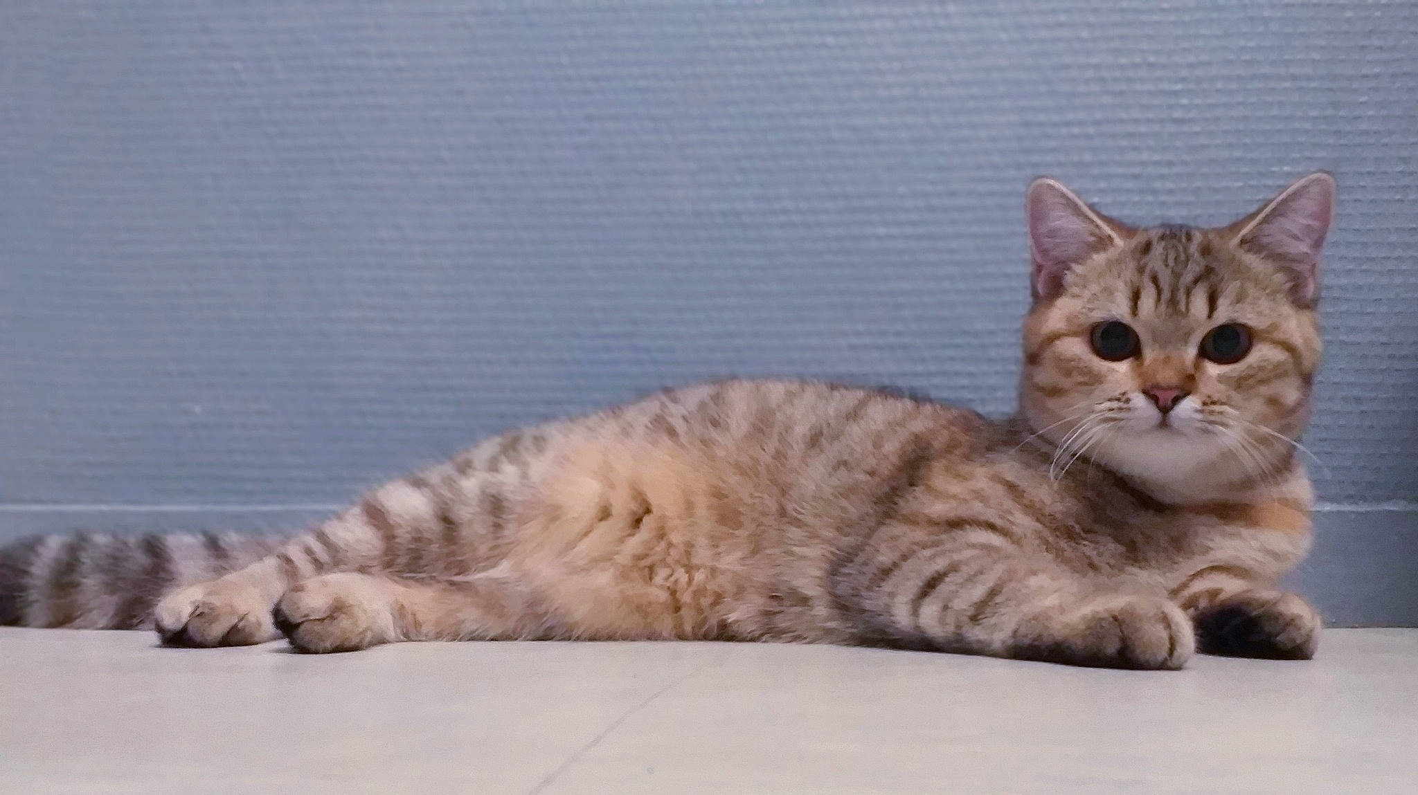 Misty a rejoint le concours — aidez-le/la à gagner de superbes lots ! beige, carnivore, cat, domestic_short_haired_cat, fawn, felidae, fur, paw, small_to_medium_sized_cats, snout, tail, terrestrial_animal, toe, vertebrate, whiskers