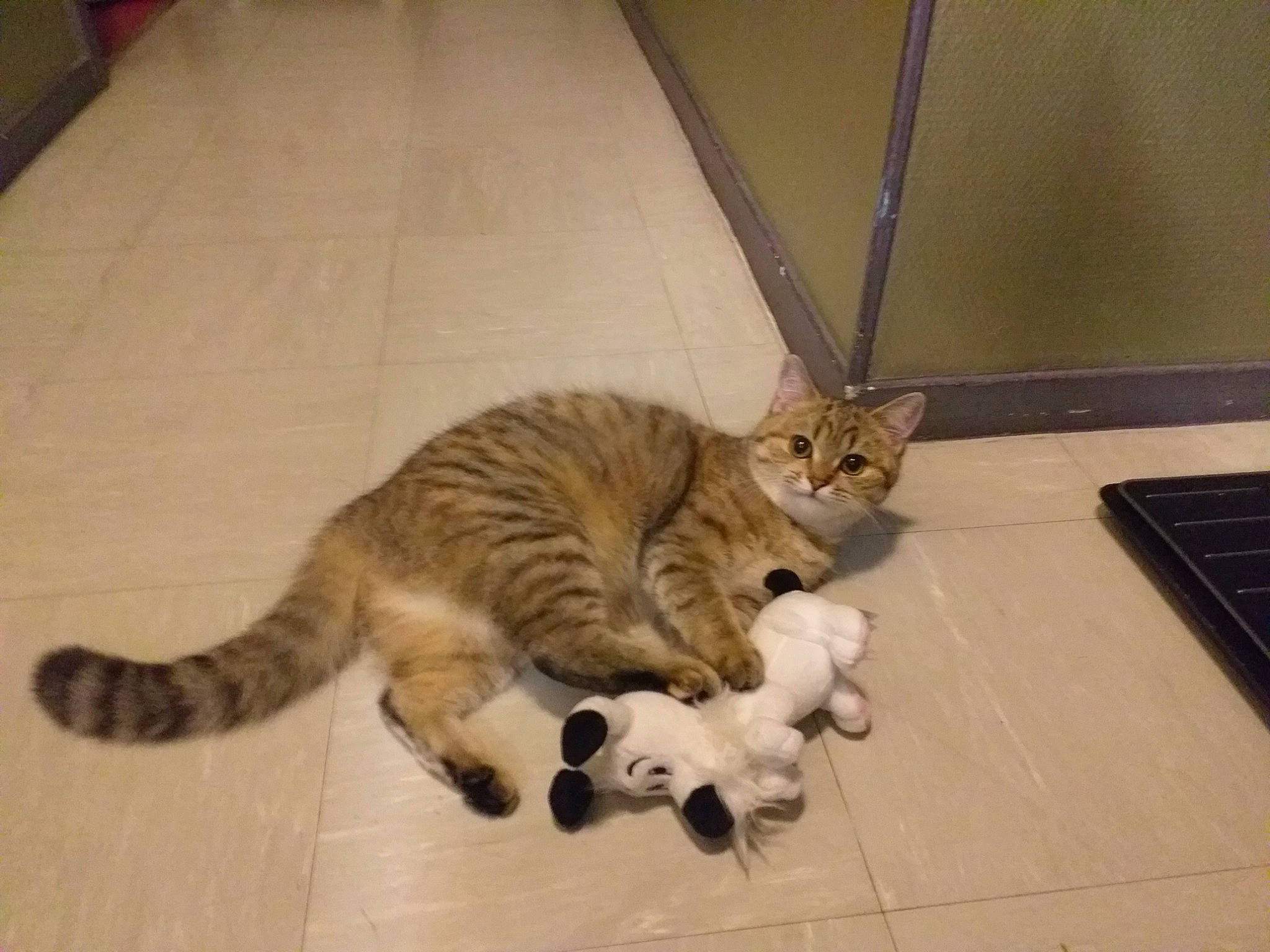 Misty participe au concours pour gagner de l'argent avec cette photo : carnivore, cat, domestic_short_haired_cat, felidae, floor, flooring, fur, kitchen_appliance_accessory, laminate_flooring, paw, pet_supply, small_to_medium_sized_cats, snout, tail, terrestrial_animal, tile, tile_flooring, toe, vertebrate, whiskers