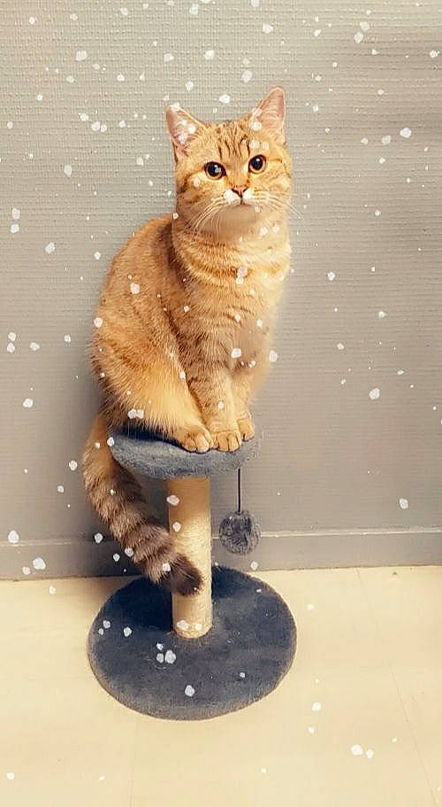 Misty participe au concours pour gagner de l'argent avec cette photo : carnivore, cat, cat_supply, domestic_short_haired_cat, fawn, felidae, fur, paw, peach, pet_supply, small_to_medium_sized_cats, snout, tabby_cat, tail, terrestrial_animal, vertebrate, whiskers