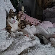 Bibi Chat participe au concours pour gagner de l'argent avec cette photo : animal, blanket, cat, couch, cozy, cute, fluffy, fur, furniture, home, indoor, paws, pet, plant, relaxed, resting, soft, tabby_cat, whiskers, white_fur