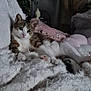 animal, blanket, cat, couch, cozy, cute, fluffy, fur, furniture, home, indoor, paws, pet, plant, relaxed, resting, soft, tabby_cat, whiskers, white_fur