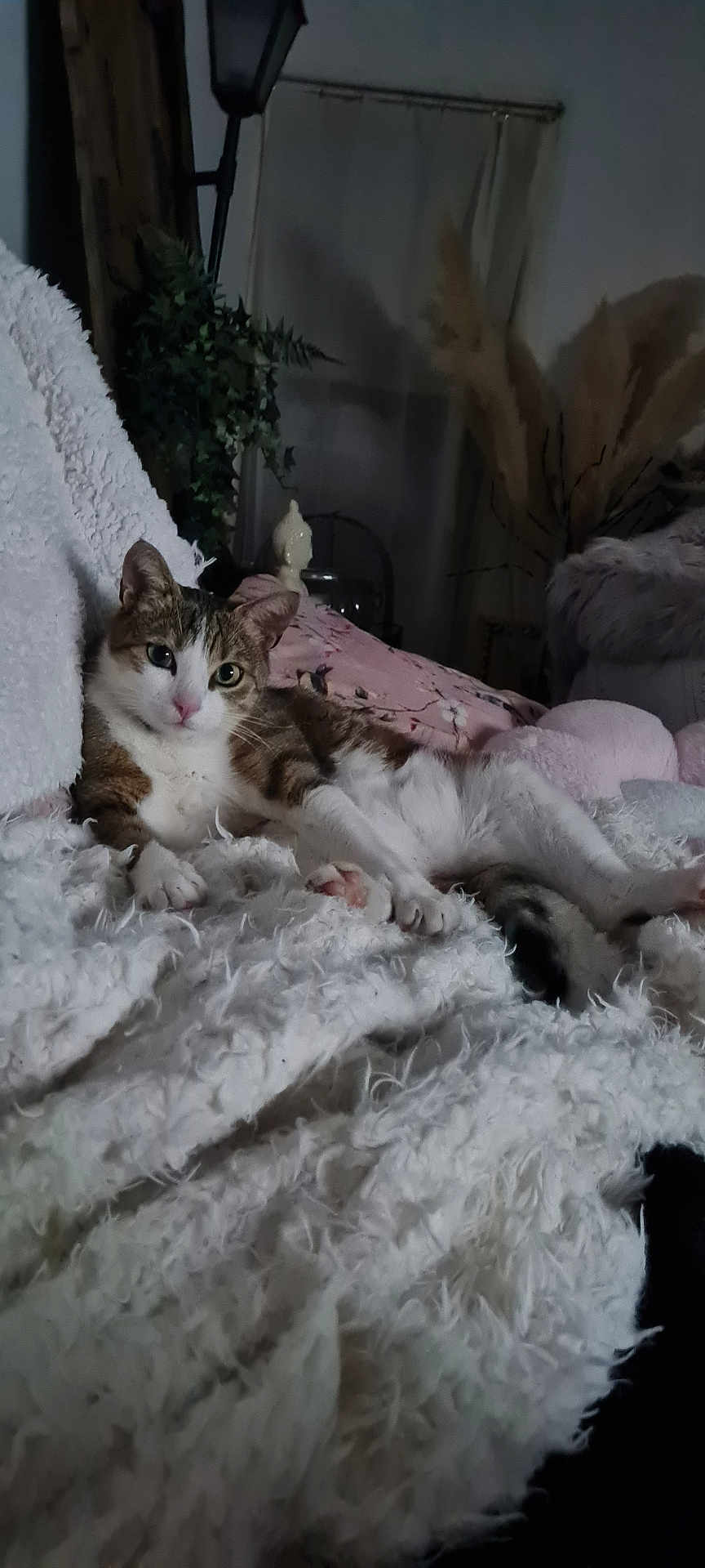 Bibi Chat