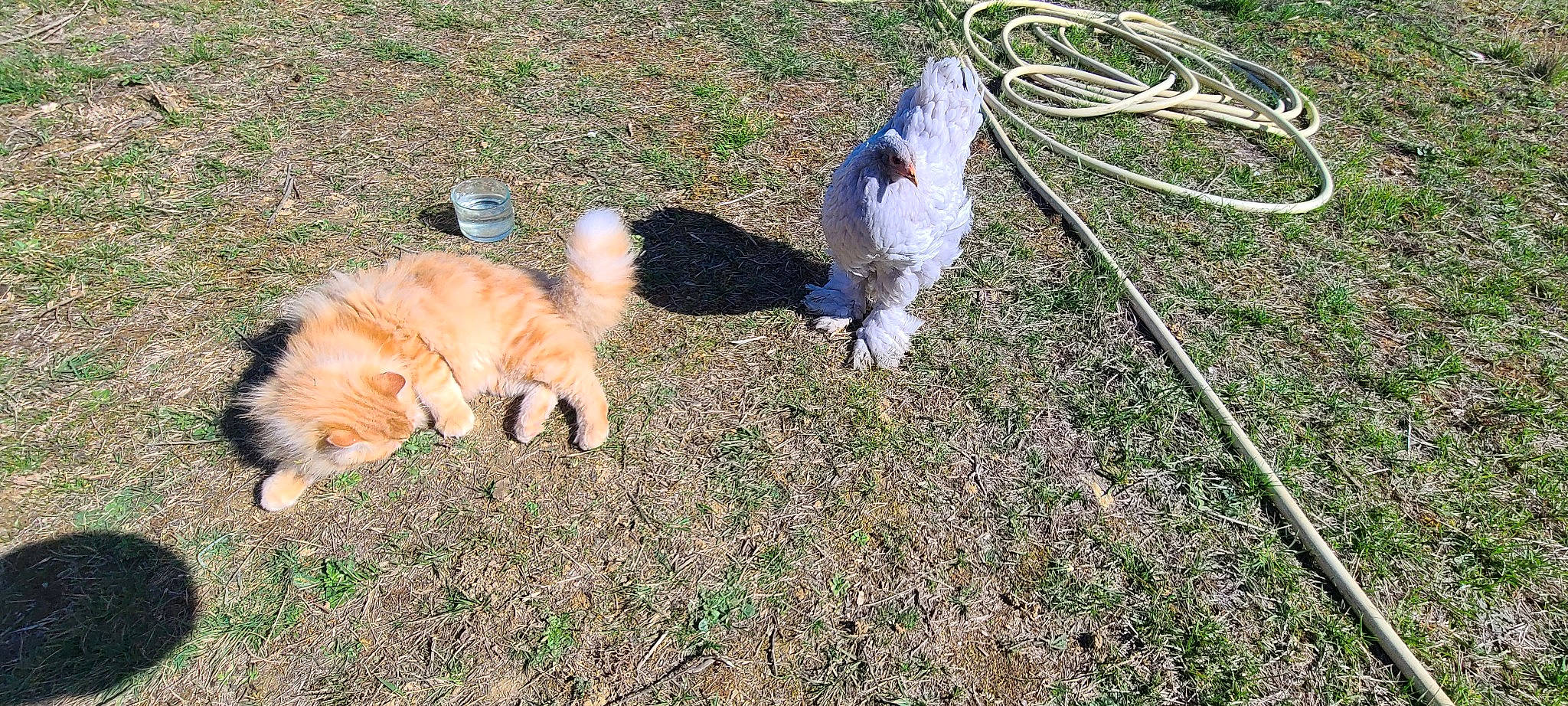 Rouckhy a rejoint le concours — aidez-le/la à gagner de superbes lots ! canidae, carnivore, cat, companion_dog, dog, dog_breed, fawn, felidae, fur, grass, pasture, plant, small_to_medium_sized_cats, sporting_group, tail, terrestrial_animal, toy_dog, whiskers