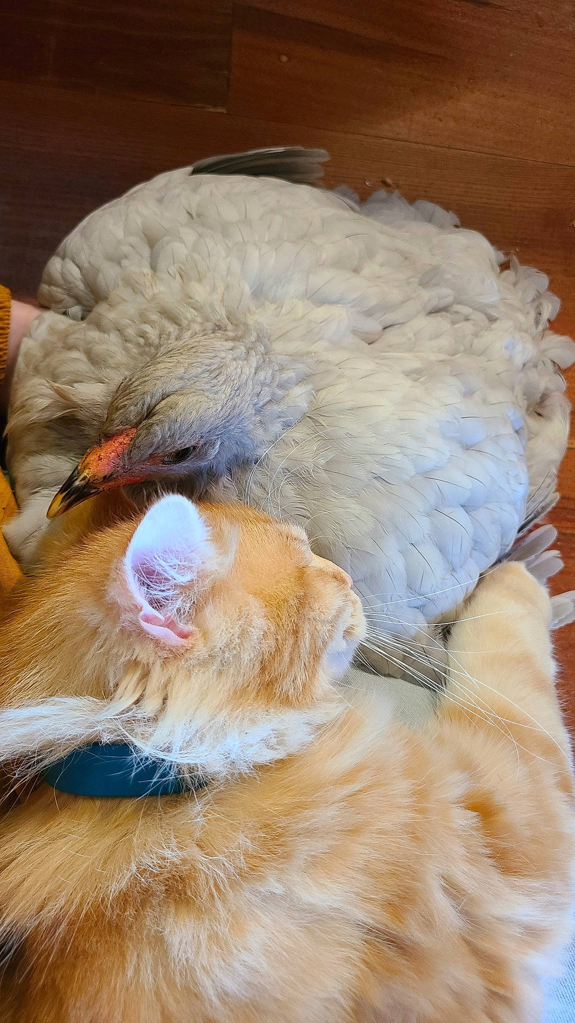 Rouckhy a rejoint le concours — aidez-le/la à gagner de superbes lots ! canidae, carnivore, claw, comfort, companion_dog, dog_breed, fawn, feather, felidae, fur, hat, nap, paw, peach, sleep, small_to_medium_sized_cats, tail, terrestrial_animal, whiskers