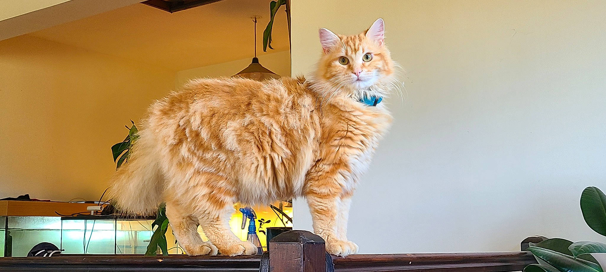 Rouckhy participe au concours pour gagner de l'argent avec cette photo : box, carnivore, cat, claw, domestic_short_haired_cat, fawn, felidae, fur, paw, small_to_medium_sized_cats, tail, whiskers, window, wood