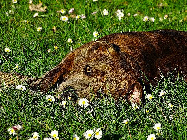 Pouky a rejoint le concours — aidez-le/la à gagner de superbes lots ! canidae, carnivore, dog, dog_breed, fawn, flower, grass, meadow, plant, snout, sporting_group, whiskers, wildflower