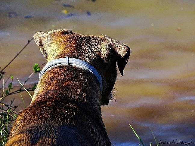 Pouky participe au concours pour gagner de l'argent avec cette photo : airedale_terrier, canidae, carnivore, dog, dog_breed, photography, snout, sporting_group, terrier, water