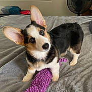 Natty is registered to the contest to win money with this photo: corgi, puppy, dog, pet, cute, ears, toy, purple_toy, blanket, bed, indoor, curious, fur, black, white, brown, small_dog, animal, domestic_animal, playful
