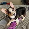 animal, bed, black, blanket, brown, corgi, curious, cute, dog, domestic_animal, ears, fur, indoor, pet, playful, puppy, purple_toy, small_dog, toy, white