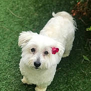 Romy a rejoint le concours — aidez-le/la à gagner de superbes lots ! dog, white_dog, flower, pink_flower, grass, outdoor, pet, cute, fluffy, animal, garden, nature, small_dog, fur, adorable, looking_up, ears, nose, paws, greenery