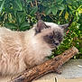 cat, fluffy, blue_eyes, animal, pet, fur, outdoor, greenery, leaves, branch, stone, ledge, nature, calm, serene, closeup, mammal, whiskers, daylight, resting